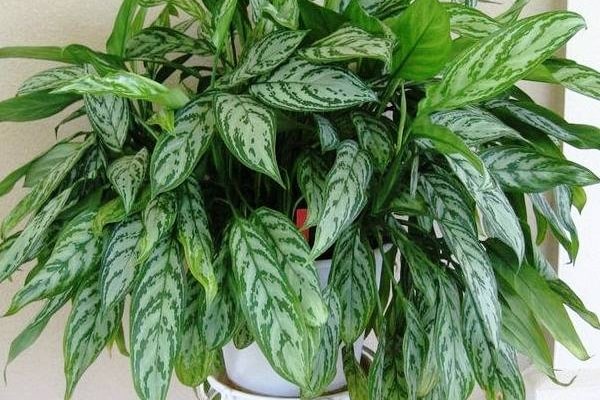 آگلونما کاتلاس